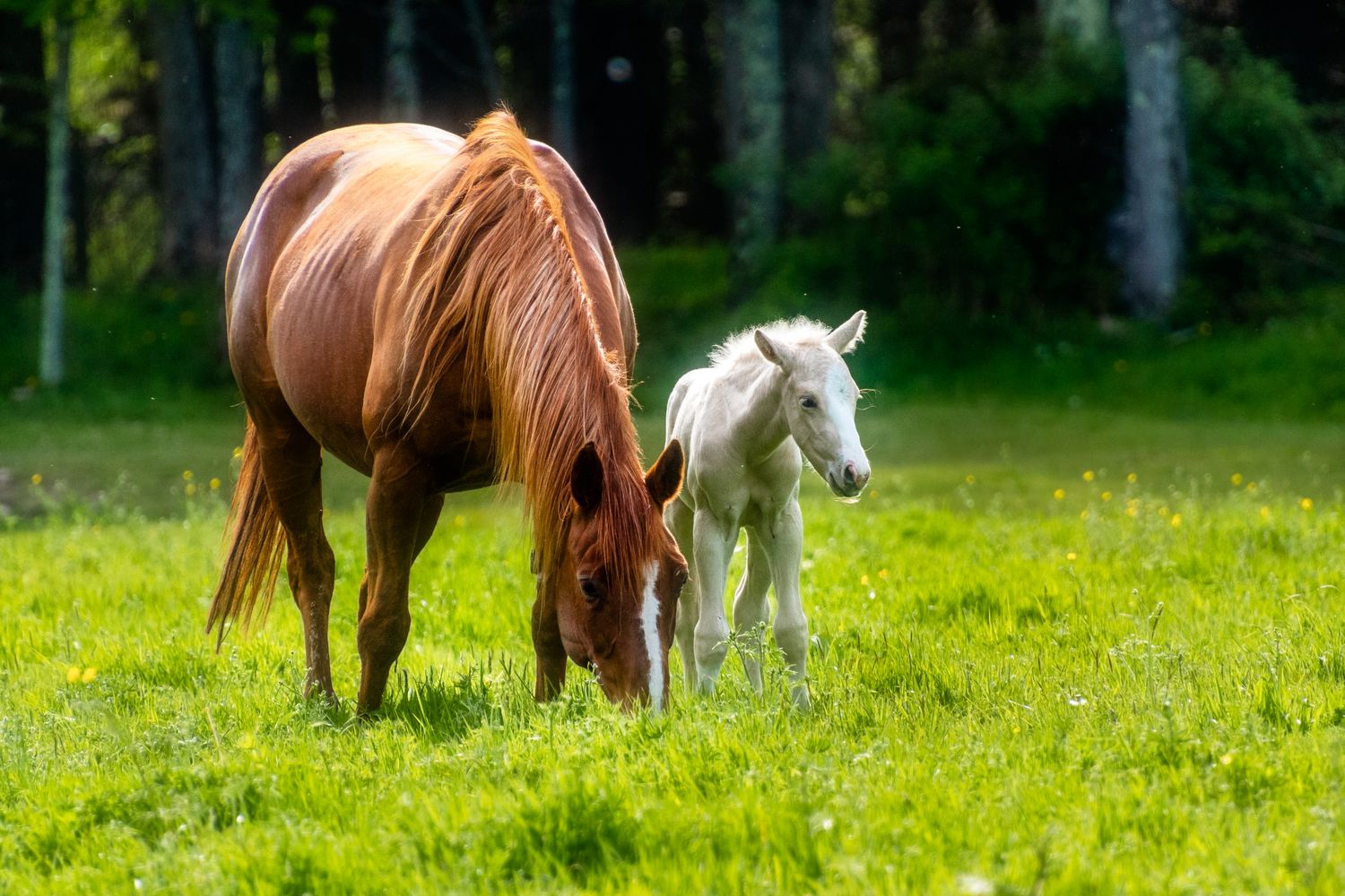 A chestnut mare grazing beside her young foal in a green pasture